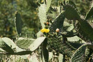 Estepona, bloemen en planten